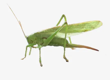 可爱的蚱蜢免抠