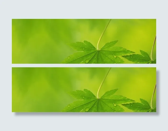 树叶背景