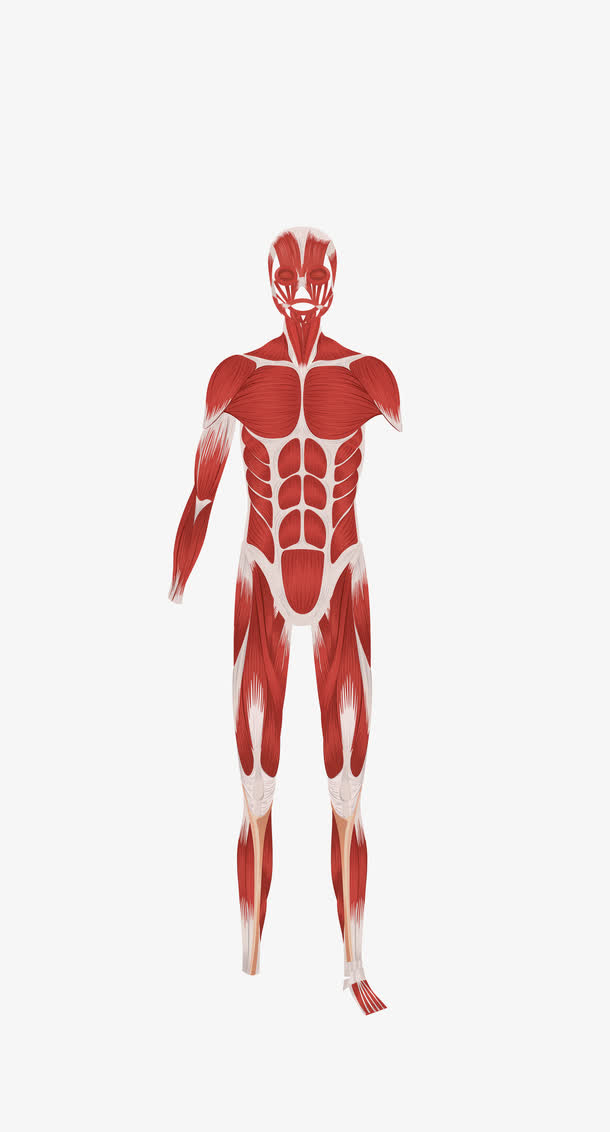 矢量高清人体肌肉解剖图下载免抠