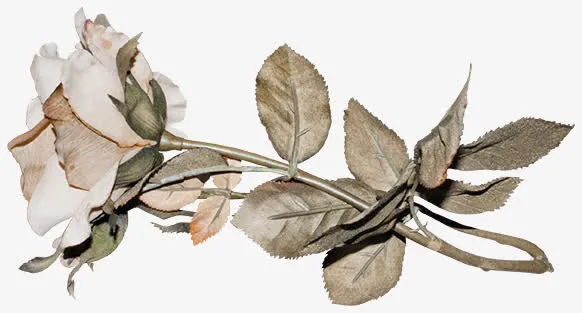 枯叶免抠图片免抠