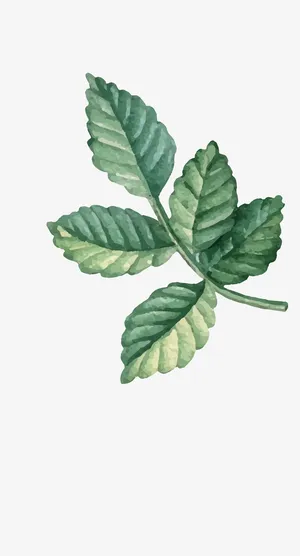 文艺清新花草海报设计装饰免抠