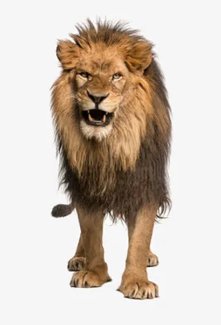 凶猛的狮子免抠
