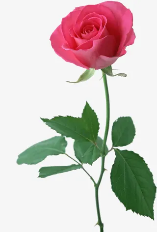 春天粉色淡雅花朵免抠