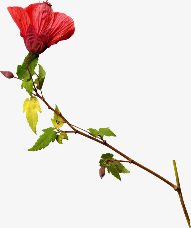 漂亮花枝免抠