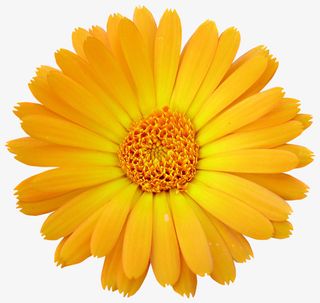 一朵黄色的大菊花免抠