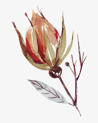 手绘水彩花卉花朵免抠