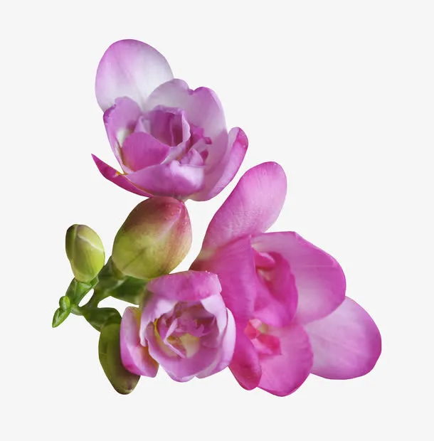 紫色花朵免抠
