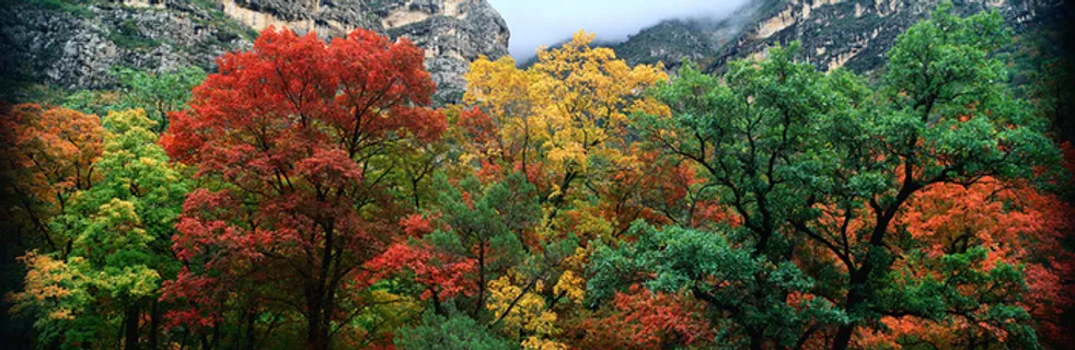 色彩森林海报素材高清