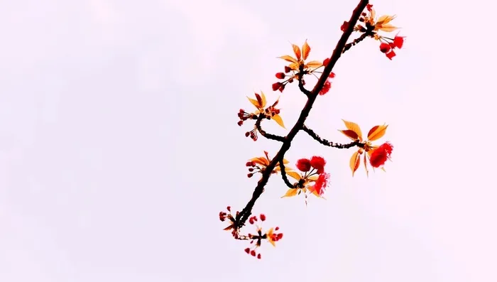 唯美清新简约春天樱花背景图之九高清