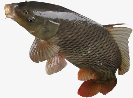 鱼免抠