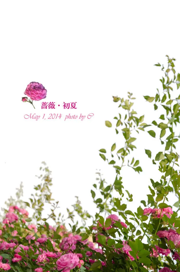 绿色美景初夏蔷薇花朵免抠
