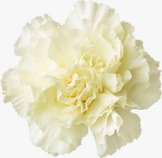 花卉图案素材植物花卉素材免抠