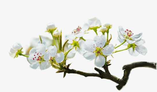 梨花元素素材免抠