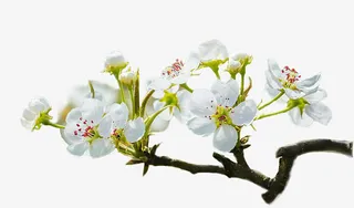 梨花元素素材免抠