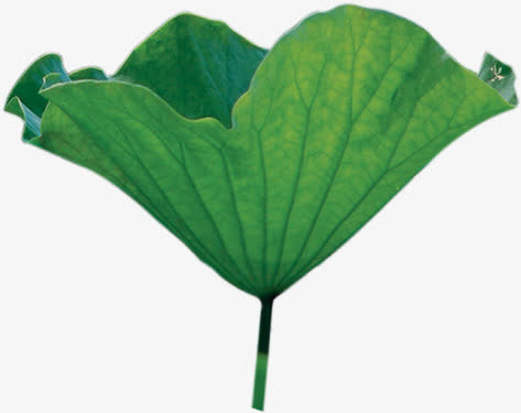 清新粉色春季荷叶免抠
