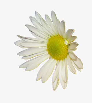 唯美背景图片抽象鲜花图片素材