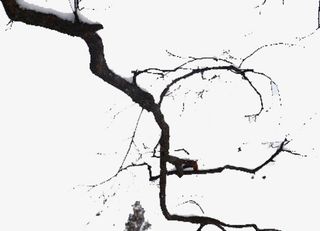 黑色树木枝干免抠