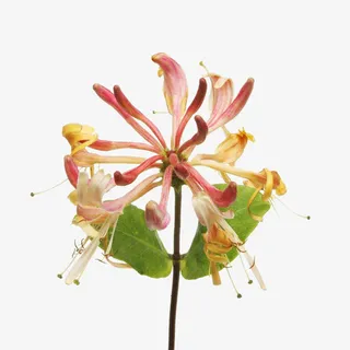 实拍漂亮的金银花免抠