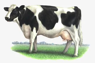 可爱的小奶牛53免抠