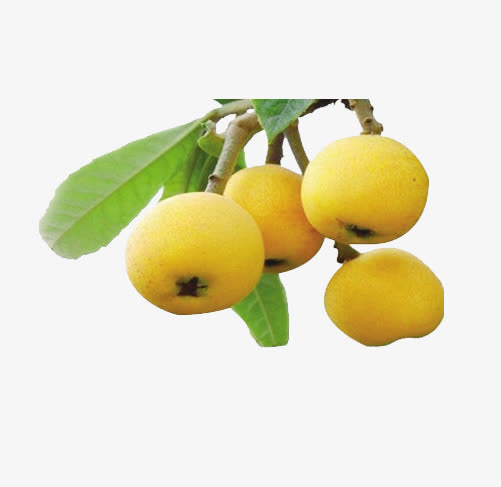 一串枇杷免抠