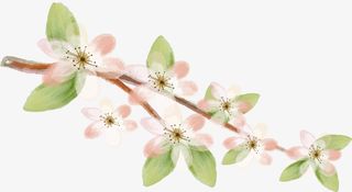 树枝上的花朵免抠