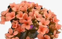 红色新鲜春天花朵捧花免抠