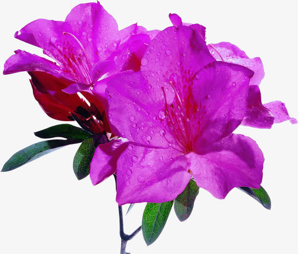 紫色杜鹃花免抠