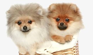 可爱博美犬免抠