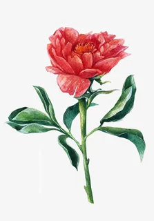 手绘油画鲜花免抠