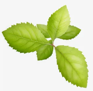 绿色清新春天植物树叶免抠