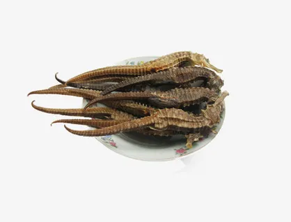 盘子中的海马素材图片免抠