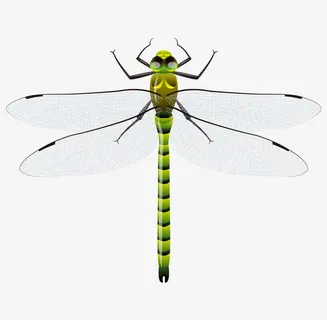矢量卡通手绘精致背部蜻蜓免抠