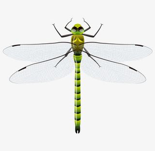 矢量卡通手绘精致背部蜻蜓免抠