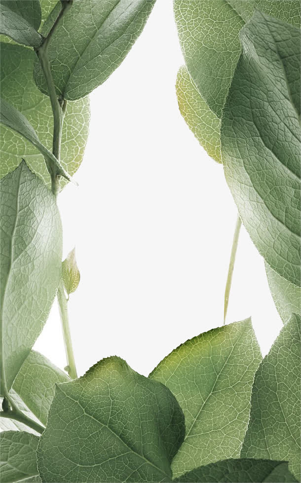 叶脉叶子免抠