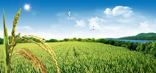 稻田田野背景高清