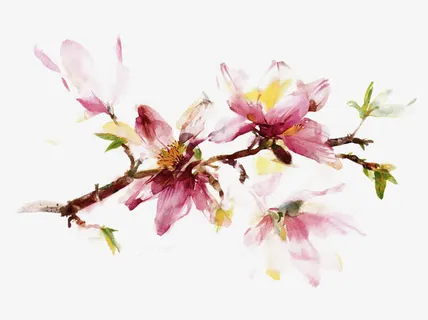 木兰花开等君来免抠