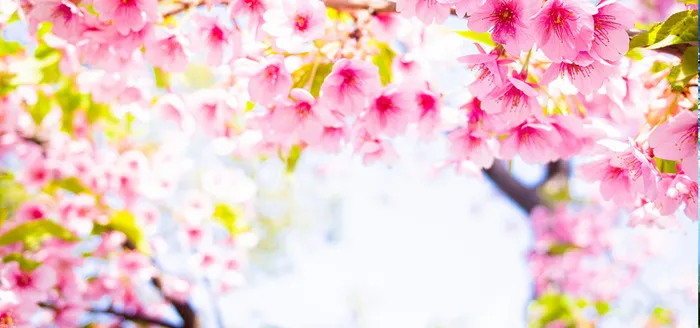 美丽桃花背景图片免费下载高清