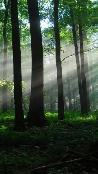 绿光森林H5背景高清