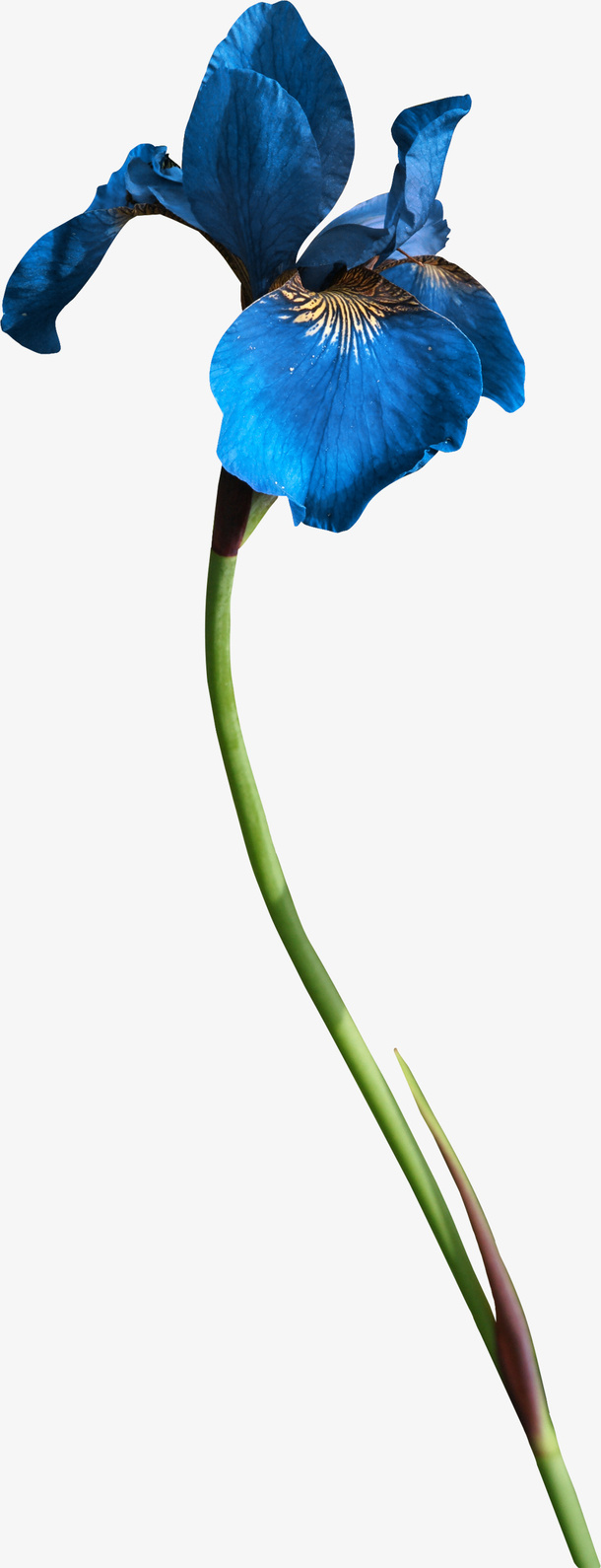 花卉免抠