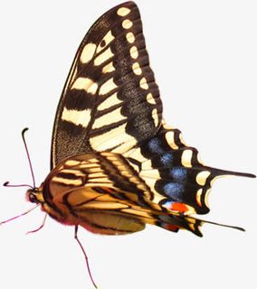 彩色卡通手绘春天蝴蝶免抠装饰动物元素