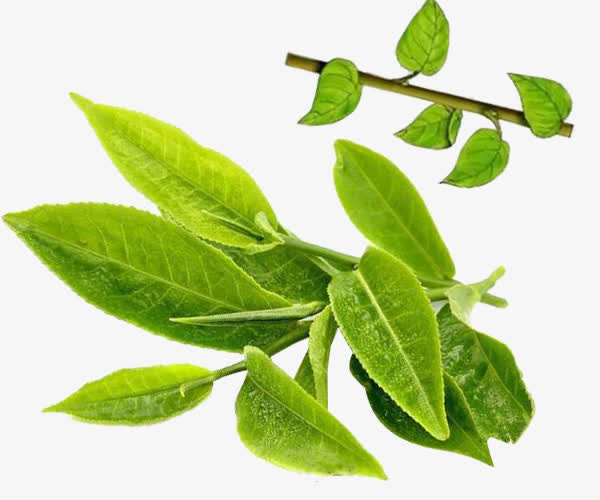 绿色茶叶免抠