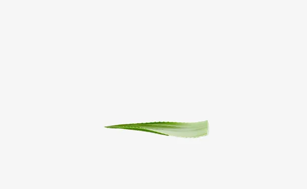 芦荟元素 芦荟枝叶免抠