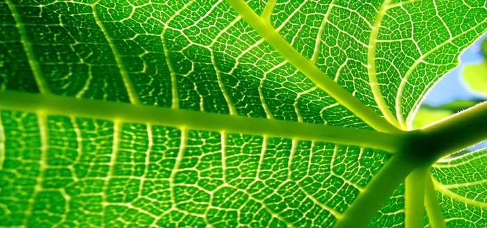 绿色植物摄影高清