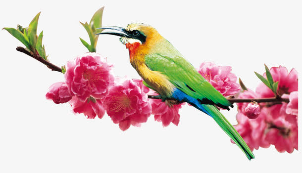 花鸟免抠
