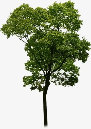 高清创意大树环境渲染免抠