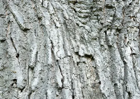 树皮免抠