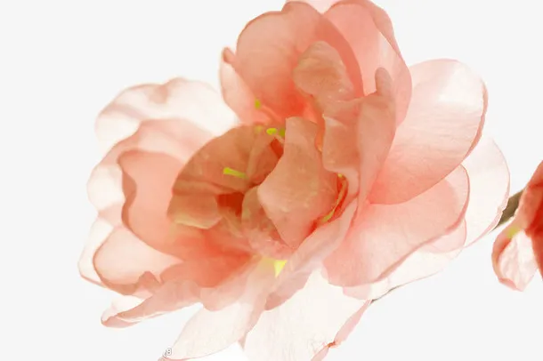 透明粉色花瓣免抠