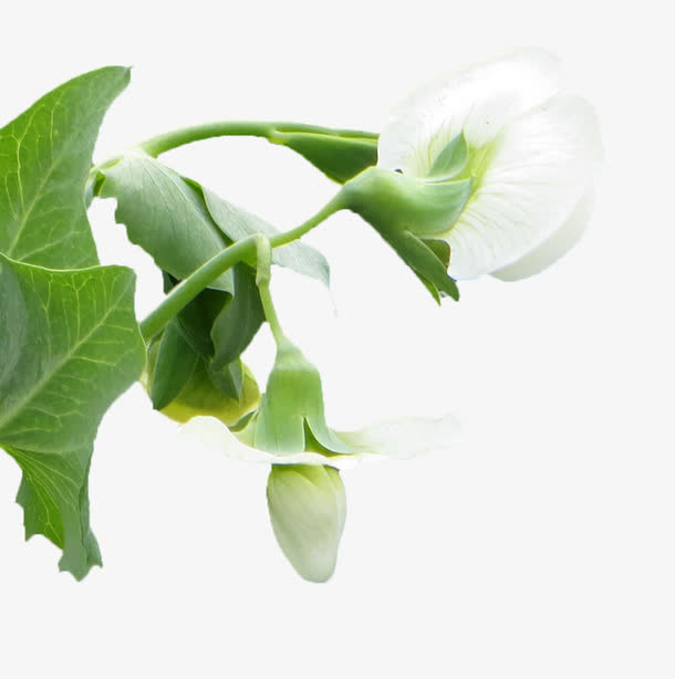 芝麻开花免抠