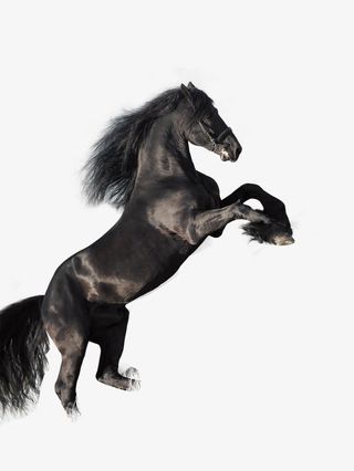 黑色奔马飞马免抠