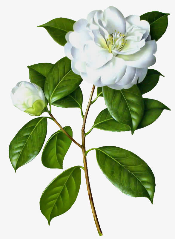 茉莉花装饰假花免抠